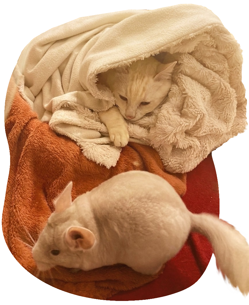 Chat et chinchilla blottis ensemble