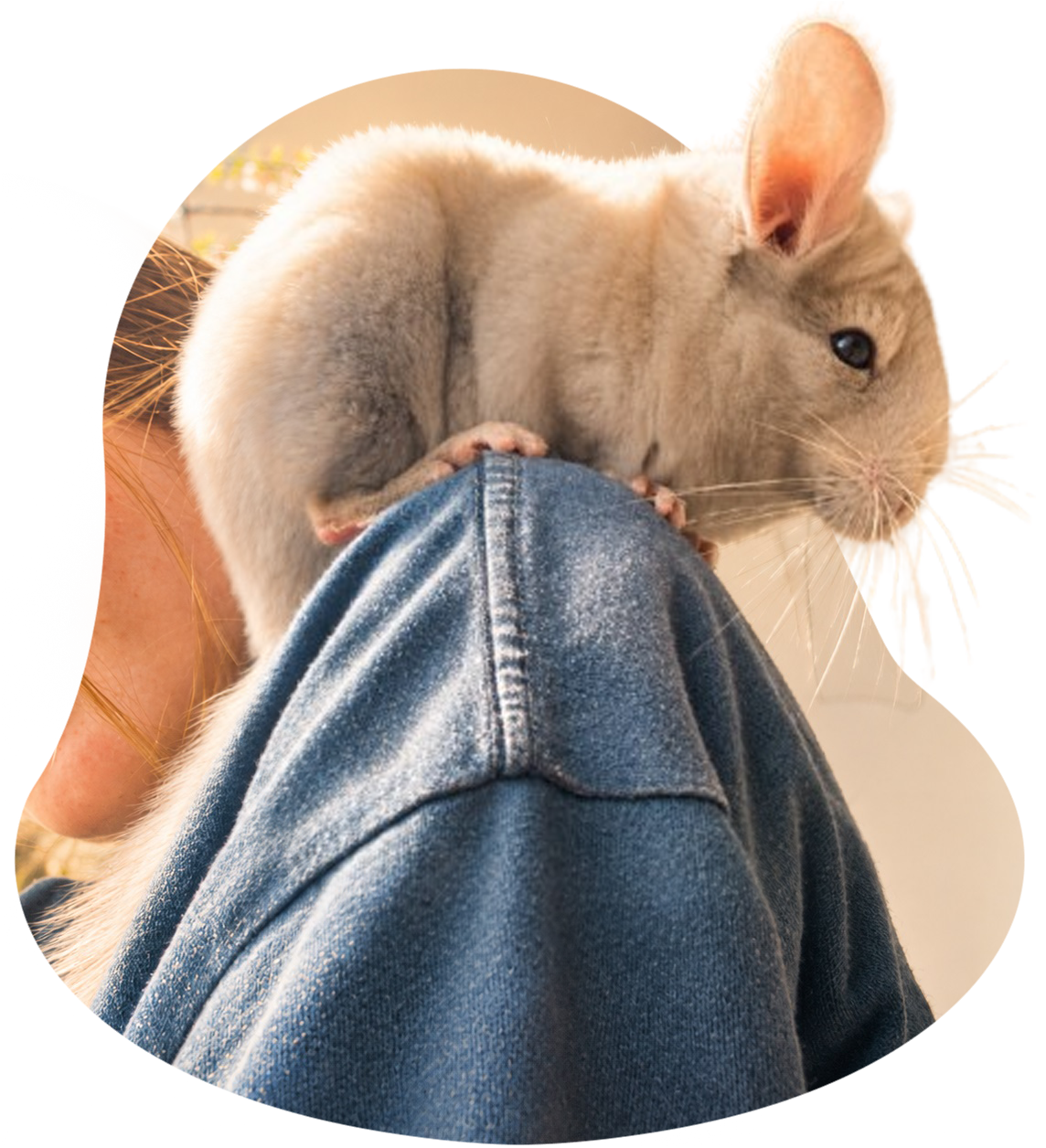Un chinchilla posé sur l'épaule d'une personne